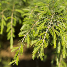 Load image into Gallery viewer, Pine, Scotch