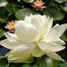 Cargar imagen en el visor de la galería, The Parfumerie offers White Lotus Attar Perfume. Phthalate-Free, Paraben-Free, Gluten-Free, and Cruelty-Free.