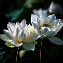Cargar imagen en el visor de la galería, White Lotus Flower creates the perfect White Lotus Attar Essential Oil.