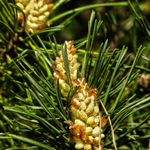 Load image into Gallery viewer, Pine Needle