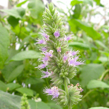 Load image into Gallery viewer, Patchouli (Dark)
