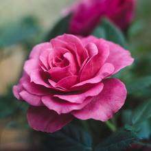 Load image into Gallery viewer, Rose (Bulgarian) Absolute 3%