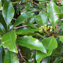 Load image into Gallery viewer, Clove Leaf Essential Oil