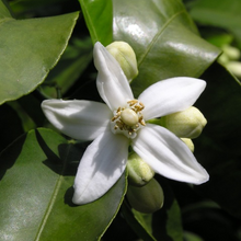 Cargar imagen en el visor de la galería, neroli, flor de naranjo