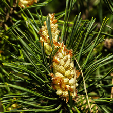 Load image into Gallery viewer, Pine, Scotch