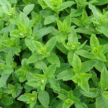 Load image into Gallery viewer, Peppermint, Japan