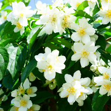 Load image into Gallery viewer, Jasmine, Grandiflorum Absolute 3%