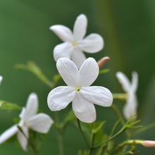 Load image into Gallery viewer, Jasmine, Sambac Absolute 3%