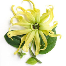 Load image into Gallery viewer, Ylang Ylang #3