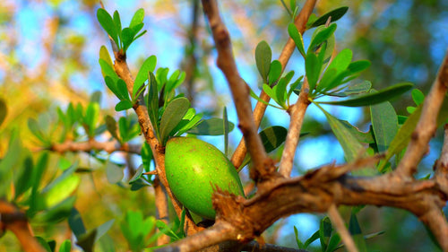 Argan
