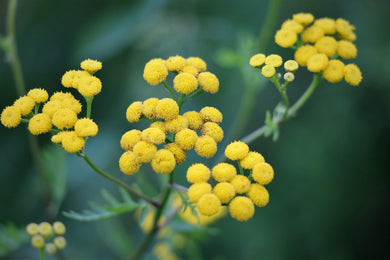 Aceite esencial de helicriso