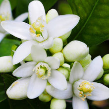 Load image into Gallery viewer, Neroli - Wild Crafted