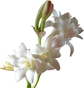 Tuberose flower creates a magnificent floral perfume oil made from Essential Oils. Pure, Natural, Clean and Synthetic free!