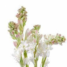 Load image into Gallery viewer, Tuberose Attar Essential Oil is Cruelty-Free, Paraben-Free, Phthalate-Free, Synthetic-Free, All-Natural and alcohol free in the pure oil form.