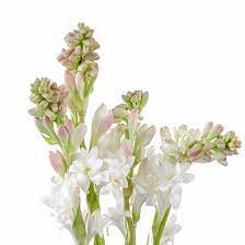 Tuberose Attar Essential Oil is Cruelty-Free, Paraben-Free, Phthalate-Free, Synthetic-Free, All-Natural and alcohol free in the pure oil form.