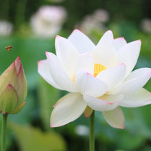 Load image into Gallery viewer, White Lotus Attar Flower. Try our White Lotus Attar Essential Oil Perfume. It&#39;s All-Natural, Vegan and has No-Synthetics.