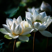 Load image into Gallery viewer, White Lotus Flower creates the perfect White Lotus Attar Essential Oil.