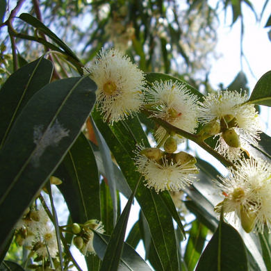 Eucalyptus, Globulus