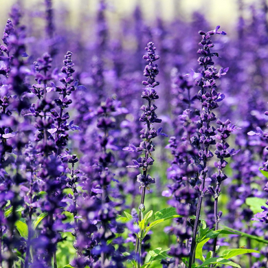 Lavanda 40/42 (Estándar)