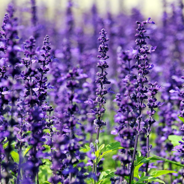 Lavender, Population 