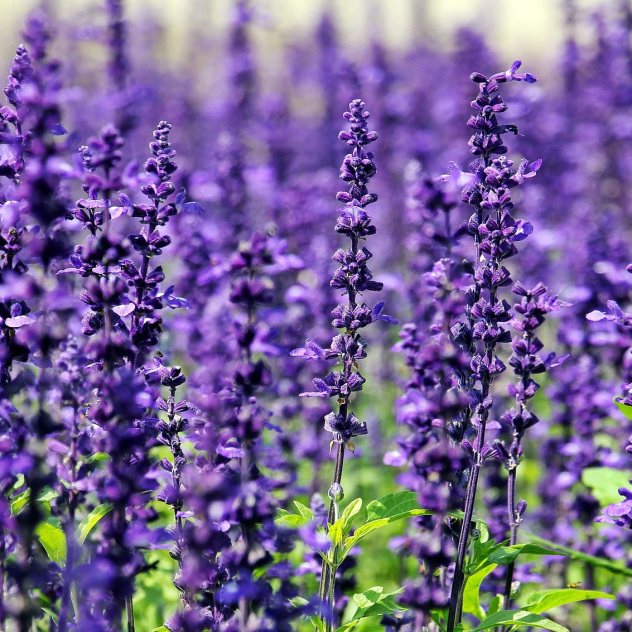 bulgarian lavender plants Therapeutic Grade Lavender, Bulgarian Essential Oil