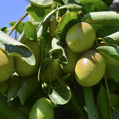 Jojoba